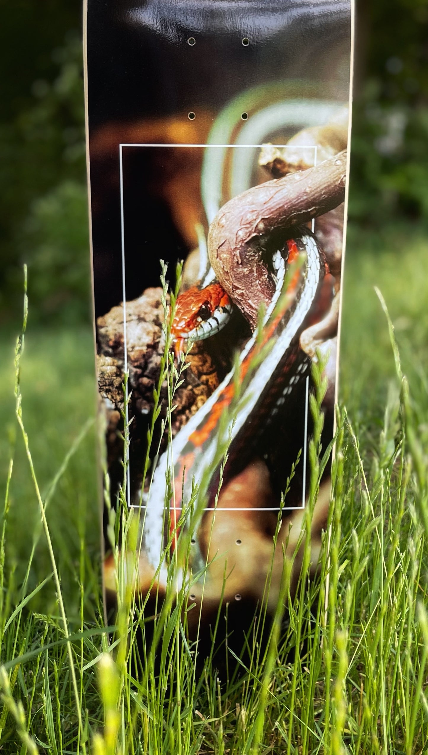 Cold Blooded Deck - 8.5"